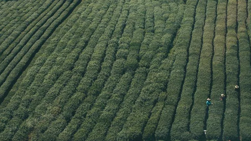 Dressing for velvet rope